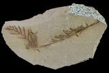 Dawn Redwood (Metasequoia) Fossil - Montana #153700-1